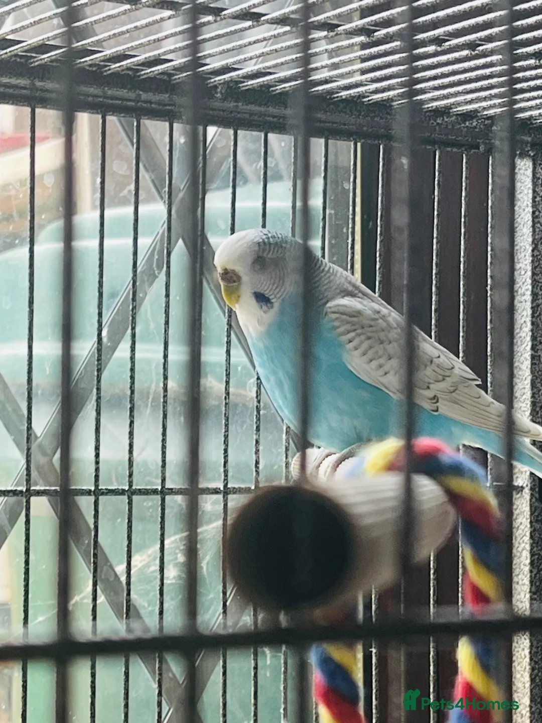 Budgerigars birds for sale: Pair of male/female budgies app 12 mths old - Advert 2