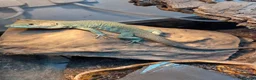 Lizard reptiles for sale: European eyed lizards - Advert 3