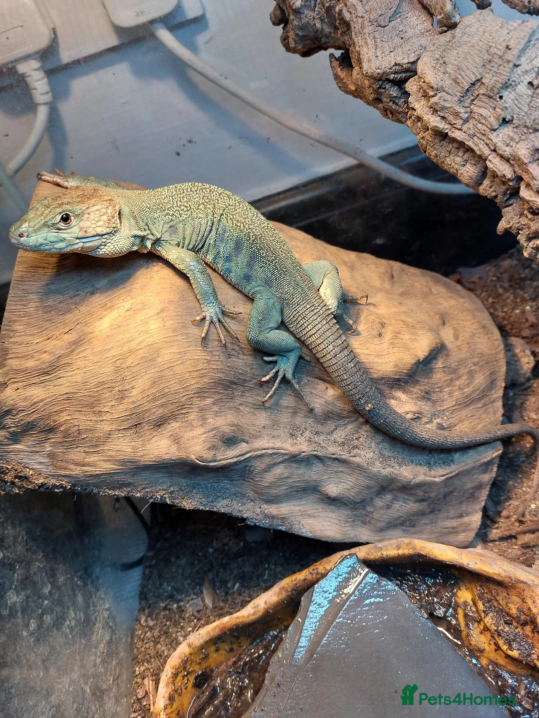 Lizard reptiles for sale: European eyed lizards - Advert 3