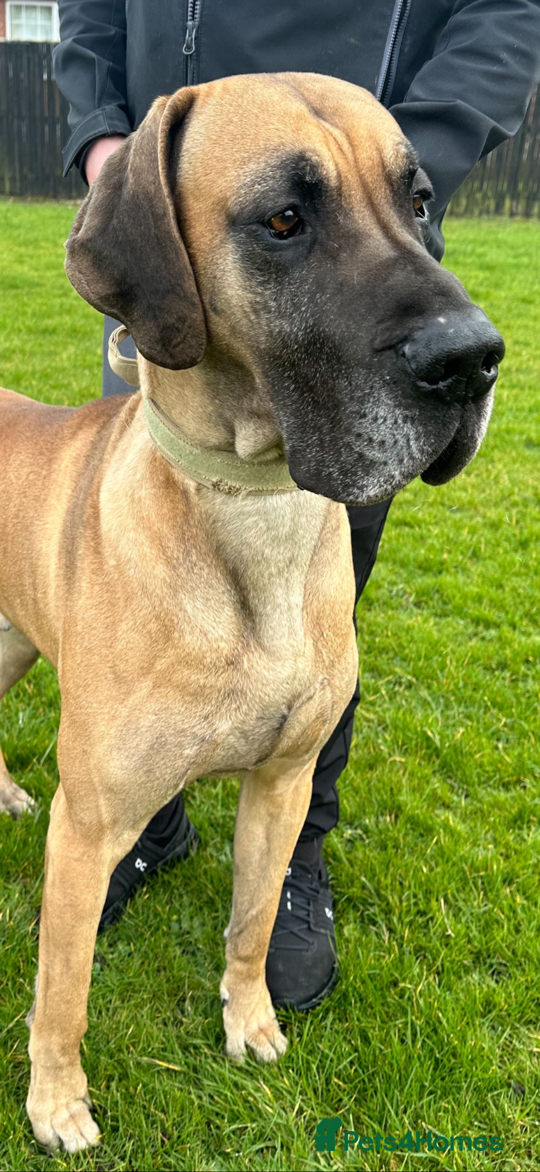 Animal Great Dane Needs Home Fawn Great Dane Society Great Dane