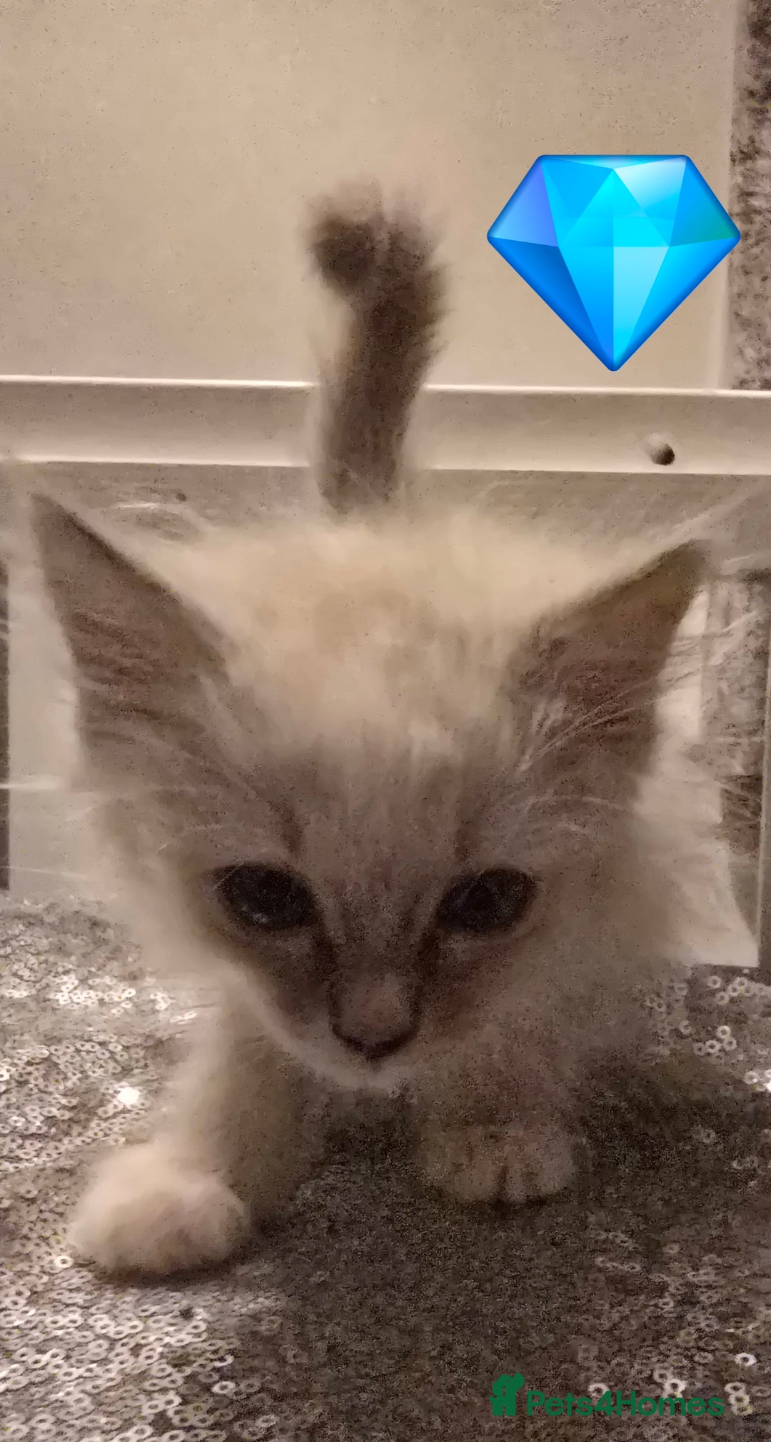 Ragdoll cats for sale: Ragdoll kittens  - Advert 5