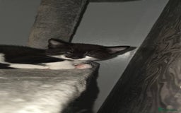 Domestic Shorthair cats for sale: 2 Beautiful Kittens - Uno & Bandana (8 Weeks  Old) - Image 6