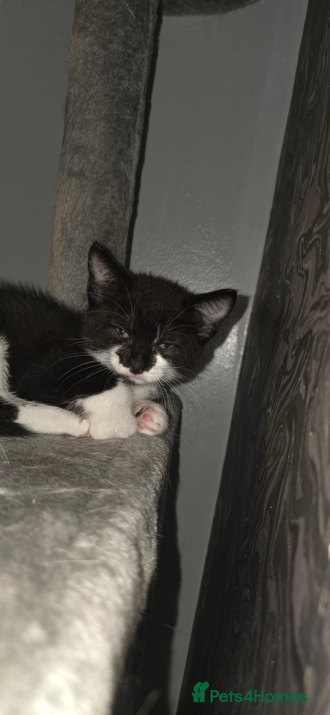 Domestic Shorthair cats for sale: 2 Beautiful Kittens - Uno & Bandana (8 Weeks  Old) - Image 6