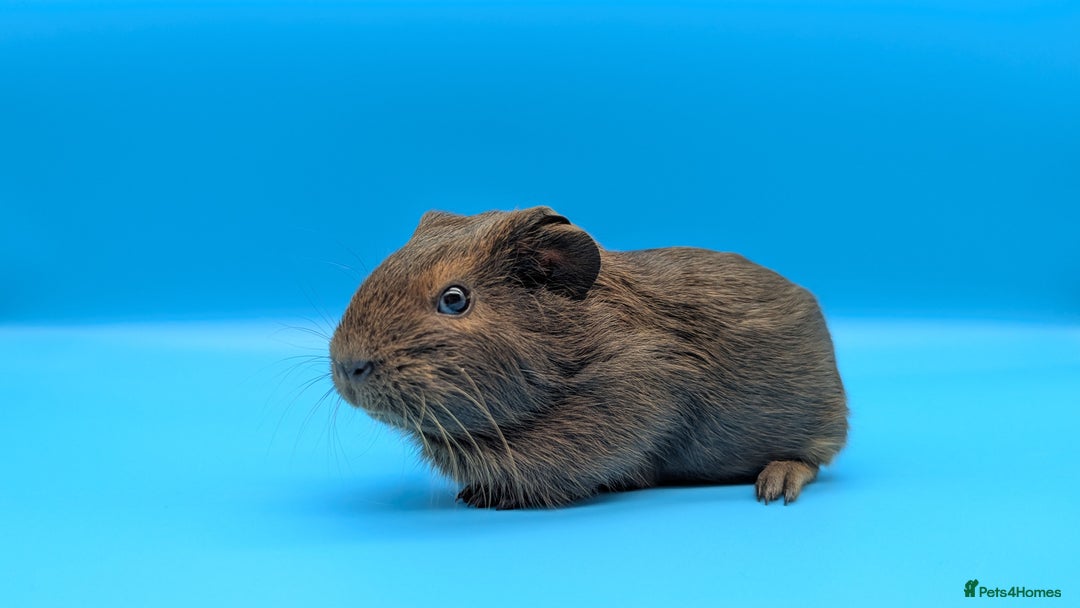 Guinea Pig rodents for sale: Guinea Pig Boar Chocolate Agouti Smooth Hair  - Image 2