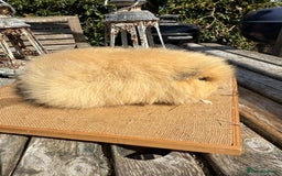 Guinea Pig rodents for sale: Pure bred California & Swiss guineapigs  - Image 29