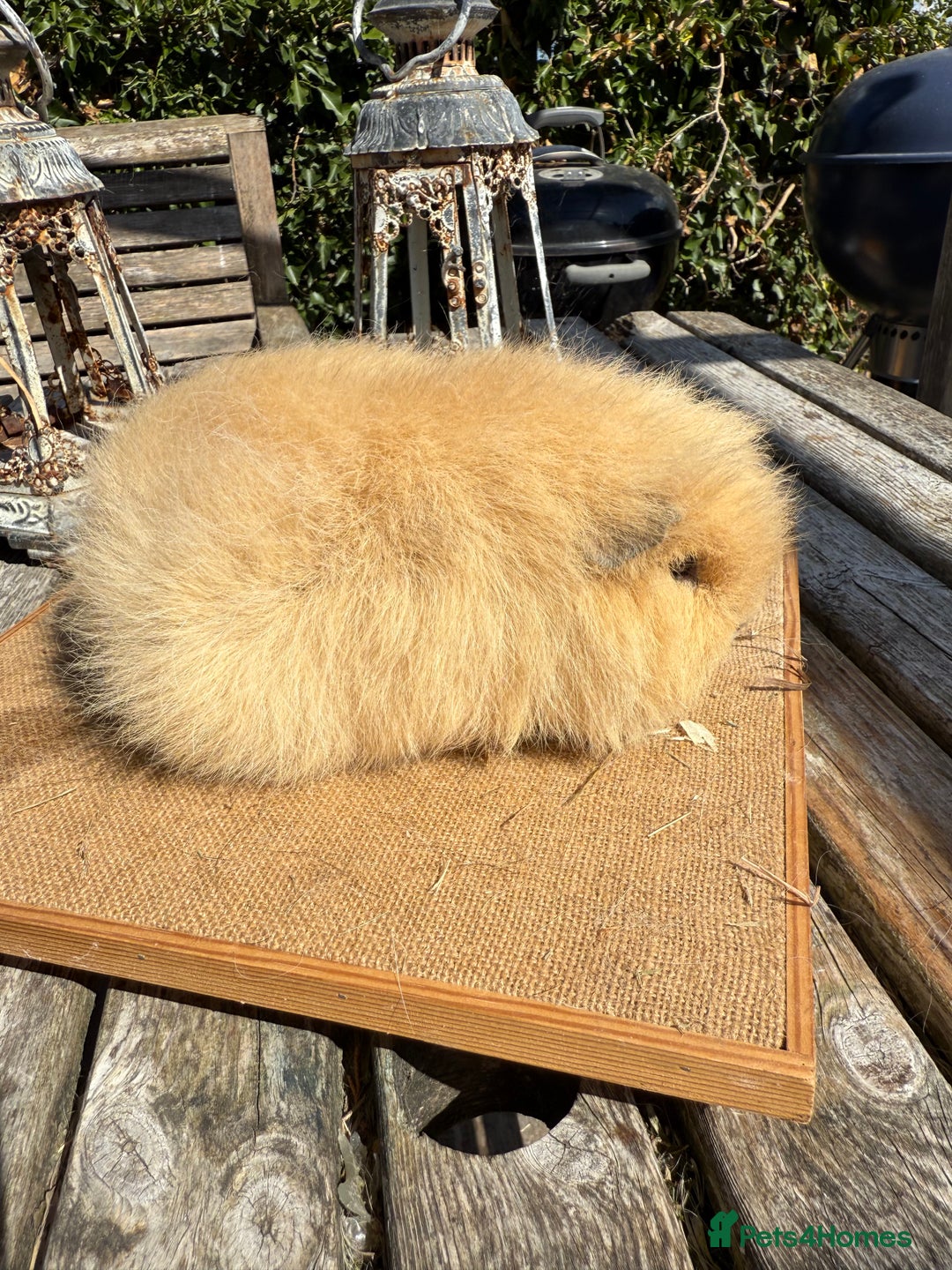 Guinea Pig rodents for sale: Pure bred California & Swiss guineapigs  - Image 29