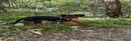 Mixed Breed dogs for sale: Robin  - Advert 3
