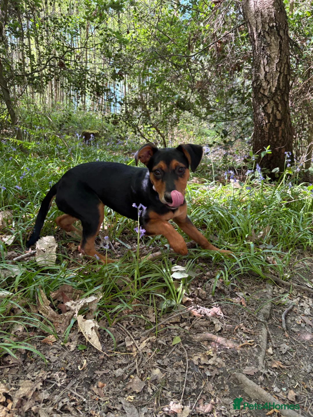 Mixed Breed dogs for sale: Robin  - Advert 3