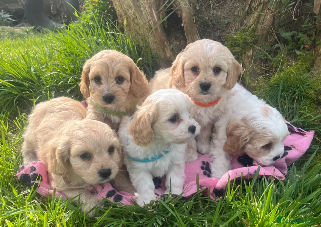Cavachon dogs for sale: Cavachon puppies  - Advert 1