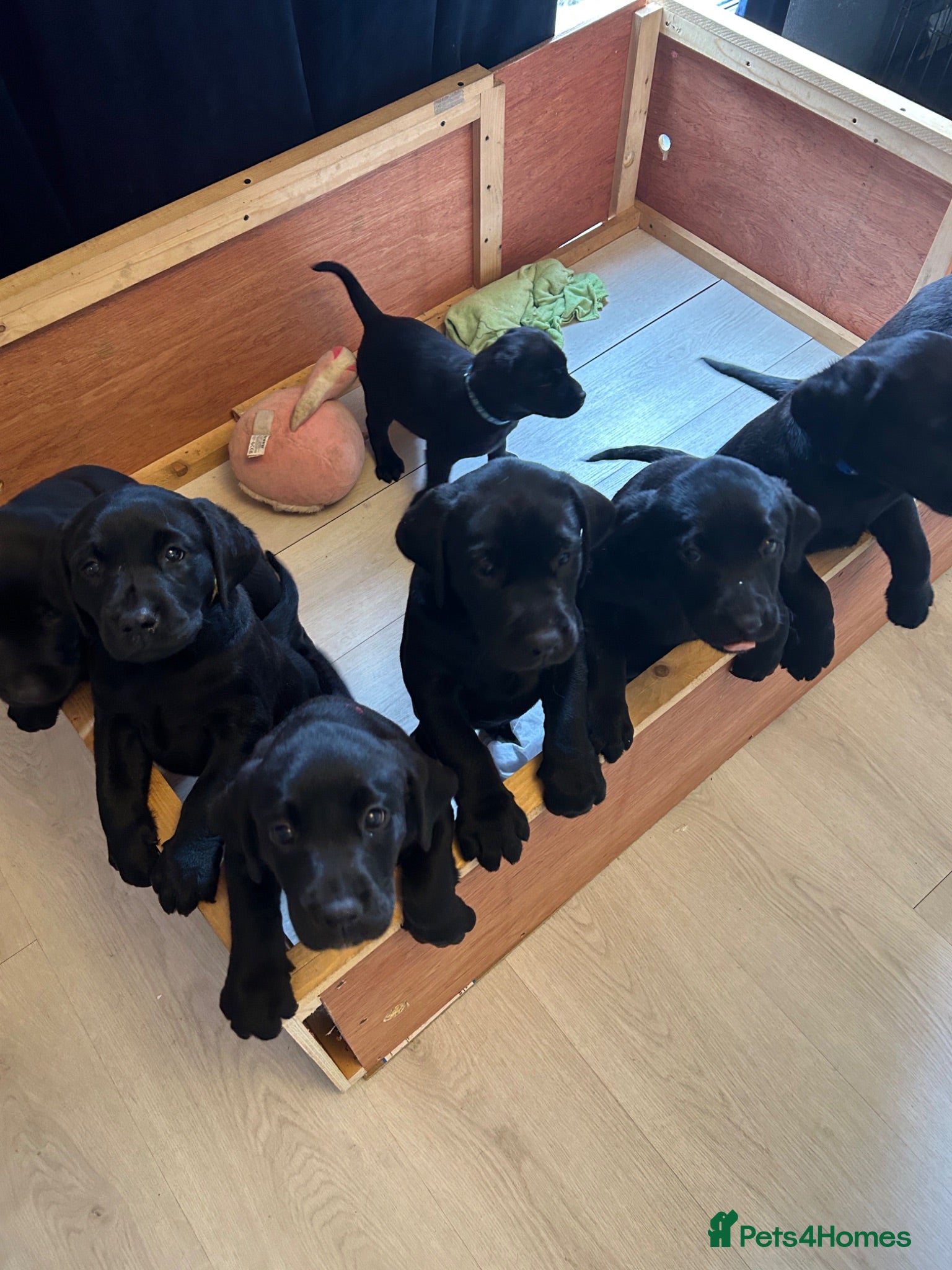 Labrador Retriever dogs KC registered pedigree black Labradors  - Advert 2
