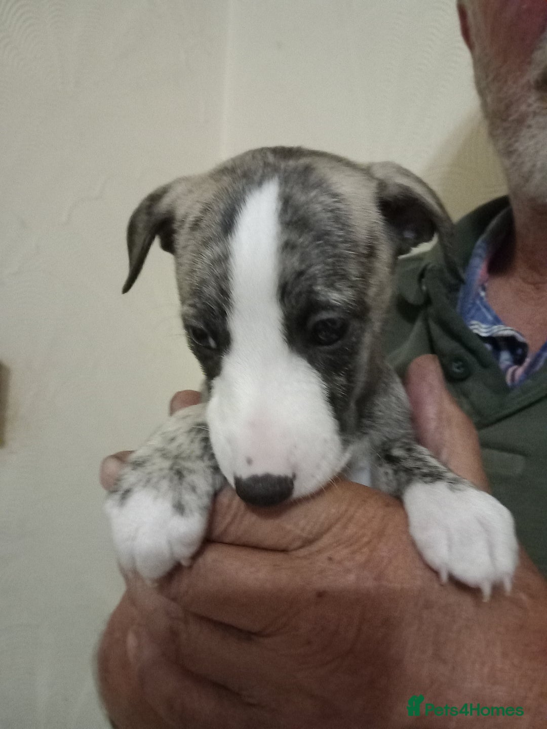 Whippet dogs for sale: Top Class Whippet Puppies bred from Champions - Image 11
