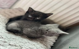 Russian Blue cats for sale: Russian Blue x British Shorthair Kittens for sale - Image 3