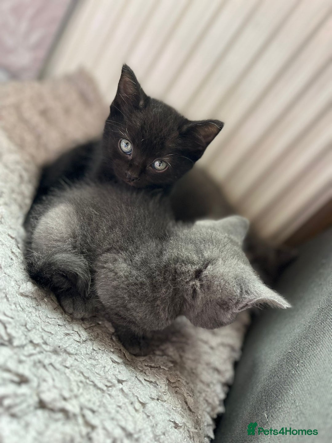 Russian Blue cats for sale: Russian Blue x British Shorthair Kittens for sale - Image 3
