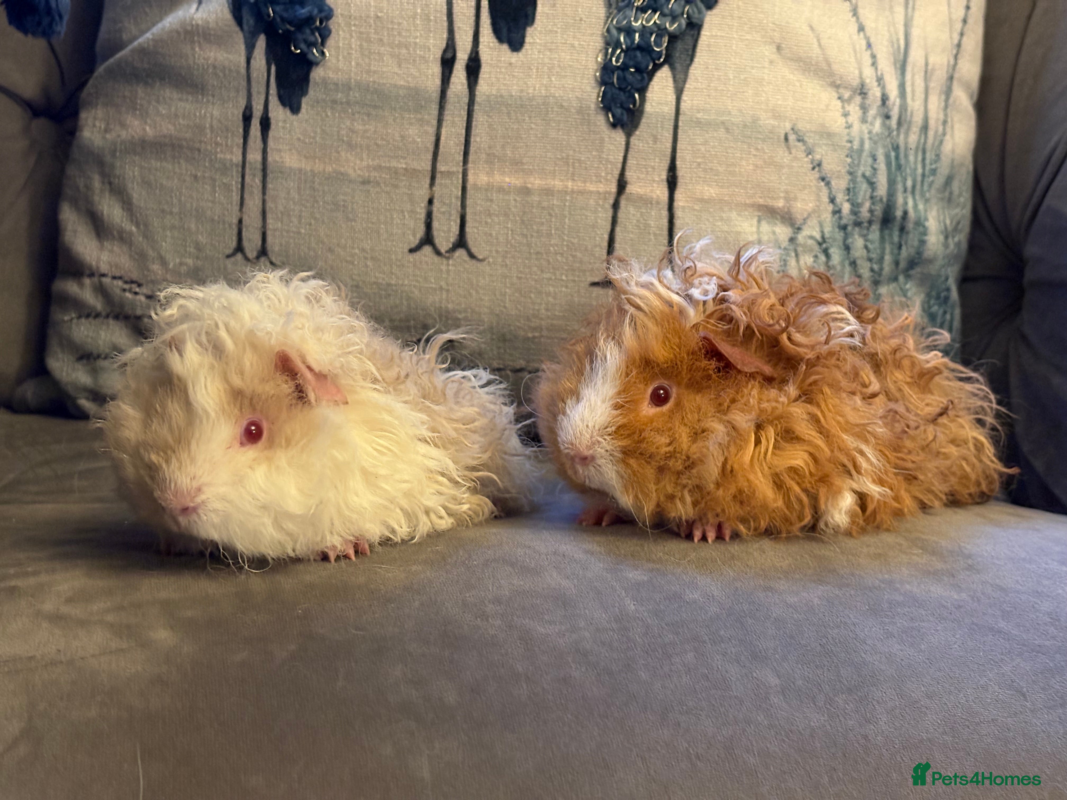 Guinea Pig rodents  Lunkarya boars - Advert 3