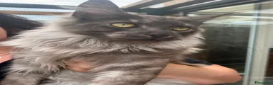 Maine Coon 2