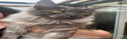 Maine Coon cats for sale: Black smoke Maine coon kittens - Advert 1