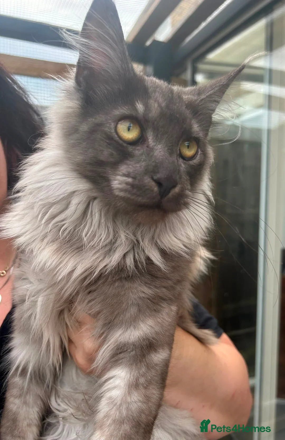 Maine Coon cats for sale: Black smoke Maine coon kittens - Advert 1