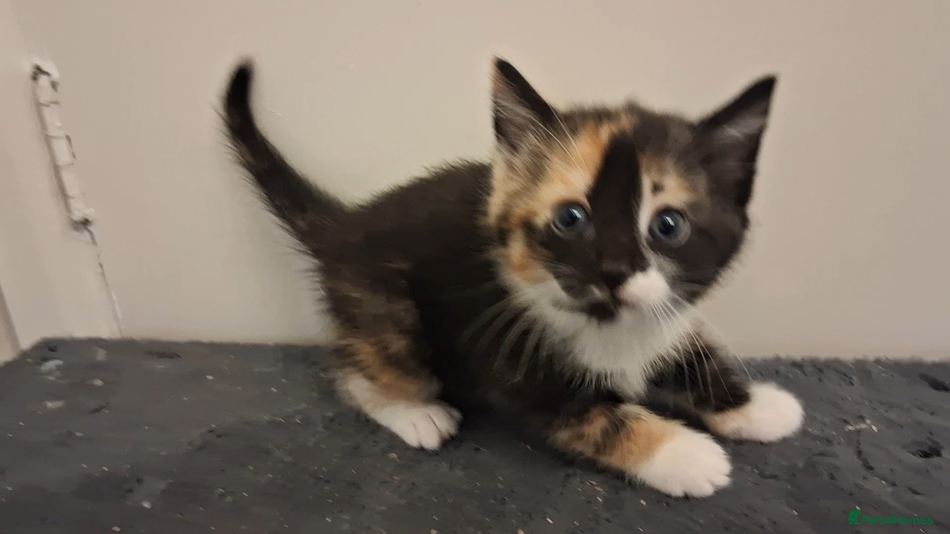 Domestic Shorthair cats for sale: 2 BEAUTIFUL KITTENS AND MUM AVAILABLE - Advert 18