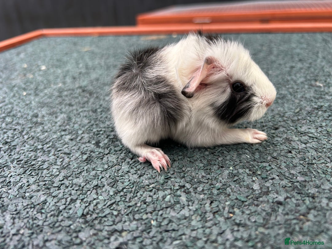 Guinea Pig rodents for sale: Beautiful Baby Guinea pigs to reserve  - Image 18
