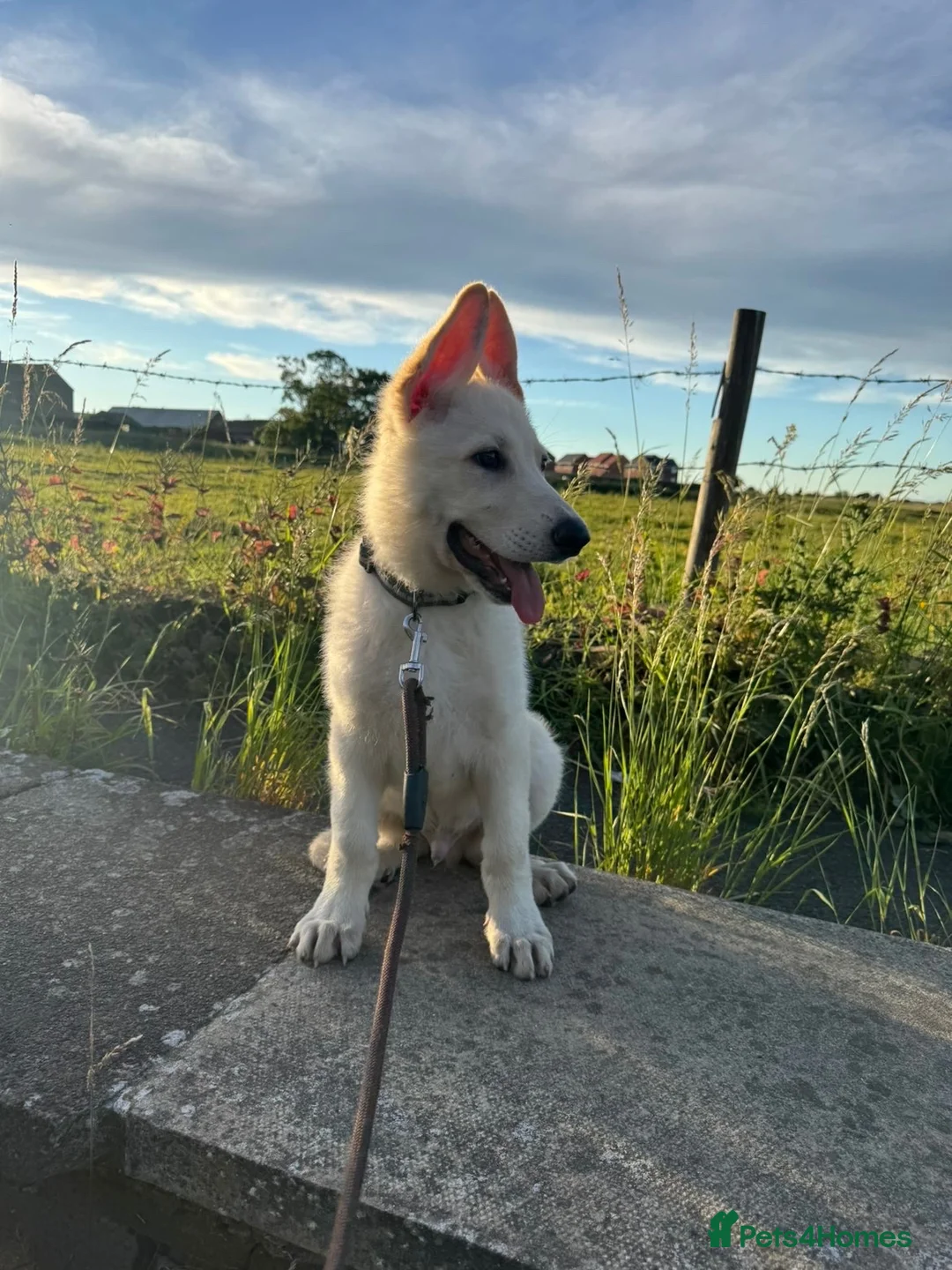 German Shepherd dogs for sale: Male  - Advert 2