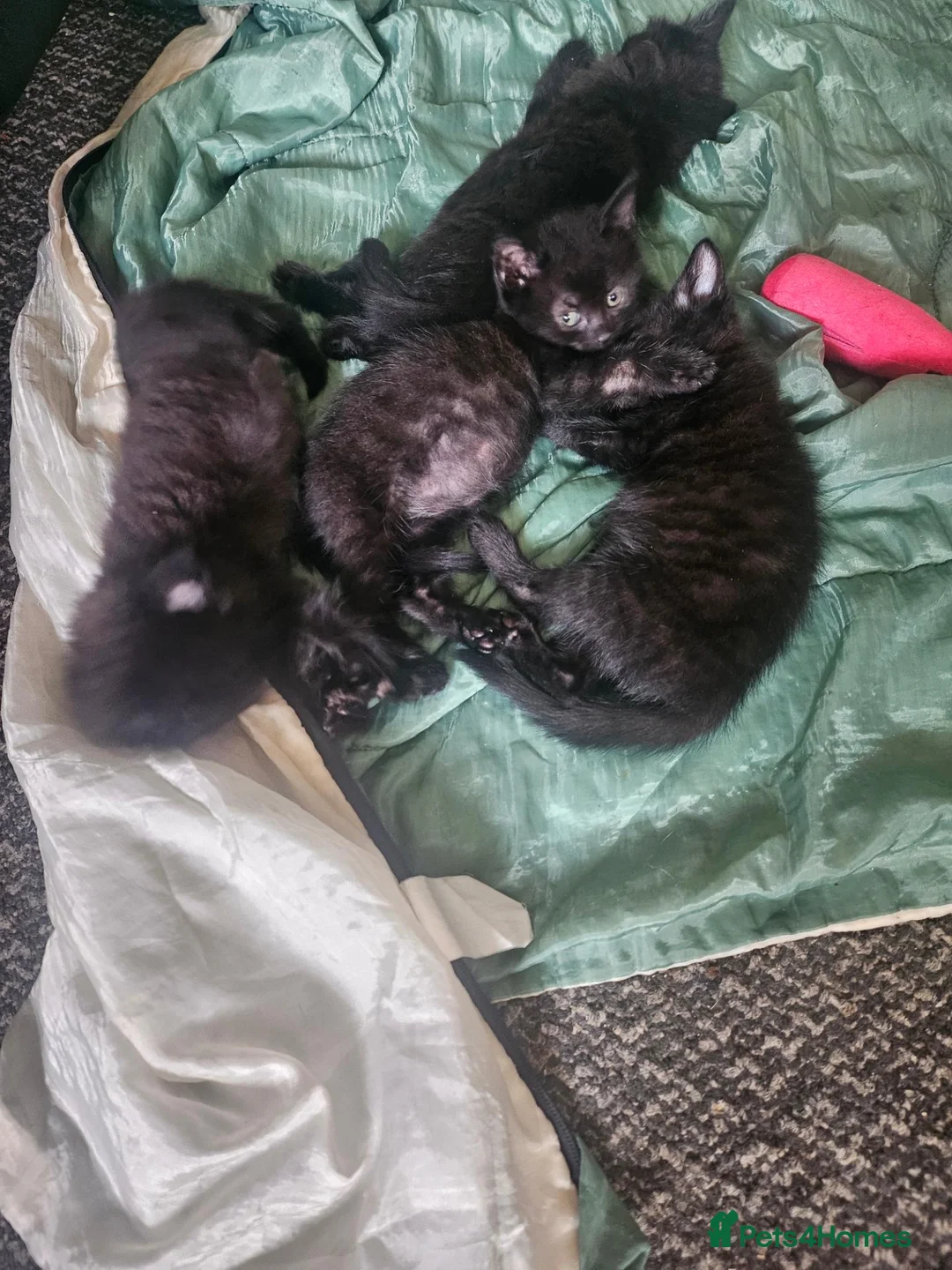 Mixed Breed cats for sale: 8 Week Old Kittens - Advert 6