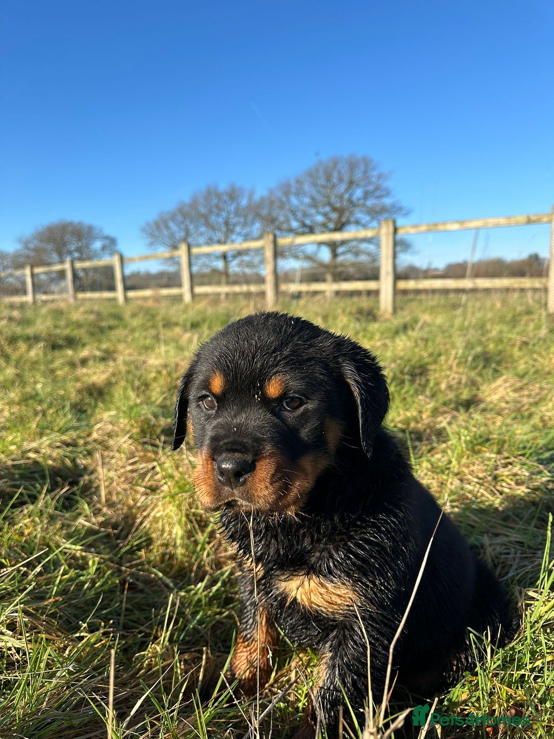 Rottweiler dogs for sale: Stunning chunky Rottweiler puppies - Advert 8