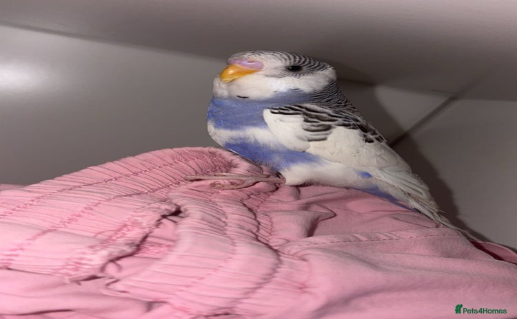 Budgerigars birds - Advert 1