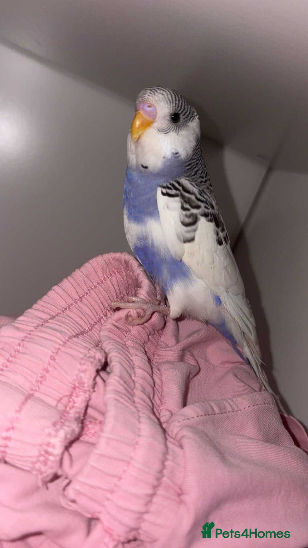 Budgerigars birds for sale: Budgie - Image 1