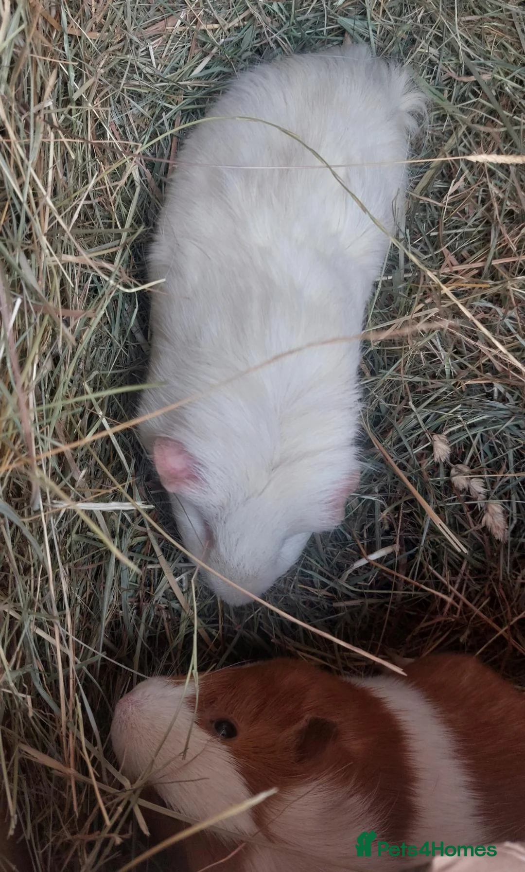Guinea Pig rodents for sale: PEANUT & CHARLIE BROWN bonded male guineapigs  - Advert 7