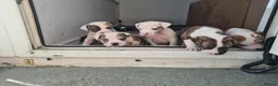 Alapaha Blue Blood Bulldog dogs for sale: Amazing bulldog puppies  in London - Advert 2