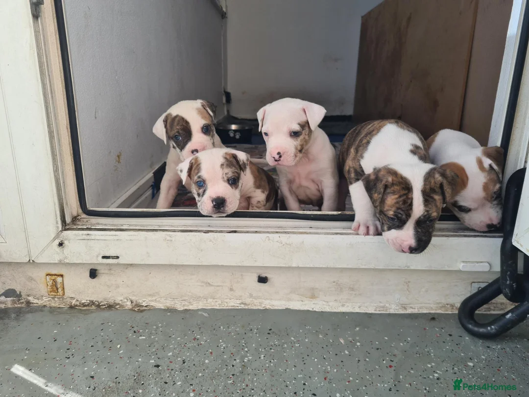 Alapaha Blue Blood Bulldog dogs for sale: Amazing bulldog puppies  in London - Advert 2