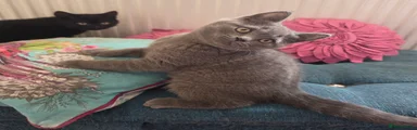 British Shorthair Kitten 1