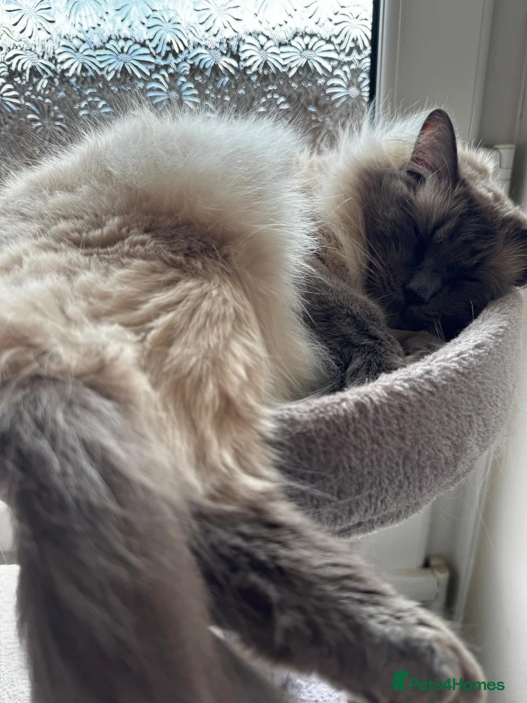 Ragdoll cats for sale: Ragdoll Cat for Sale – “Blue”  - Advert 3