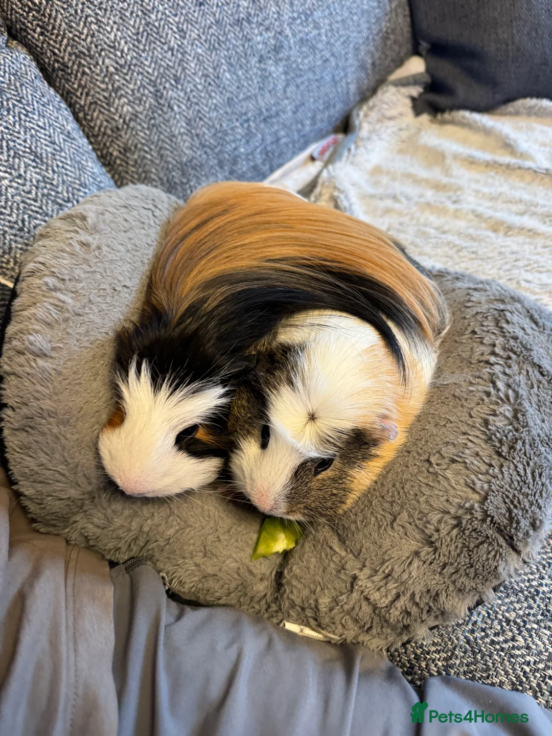 Guinea Pig rodents for sale: 2 male Guineapigs  - Advert 1