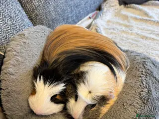 Guinea Pig rodents 2 male Guineapigs - Advert 1