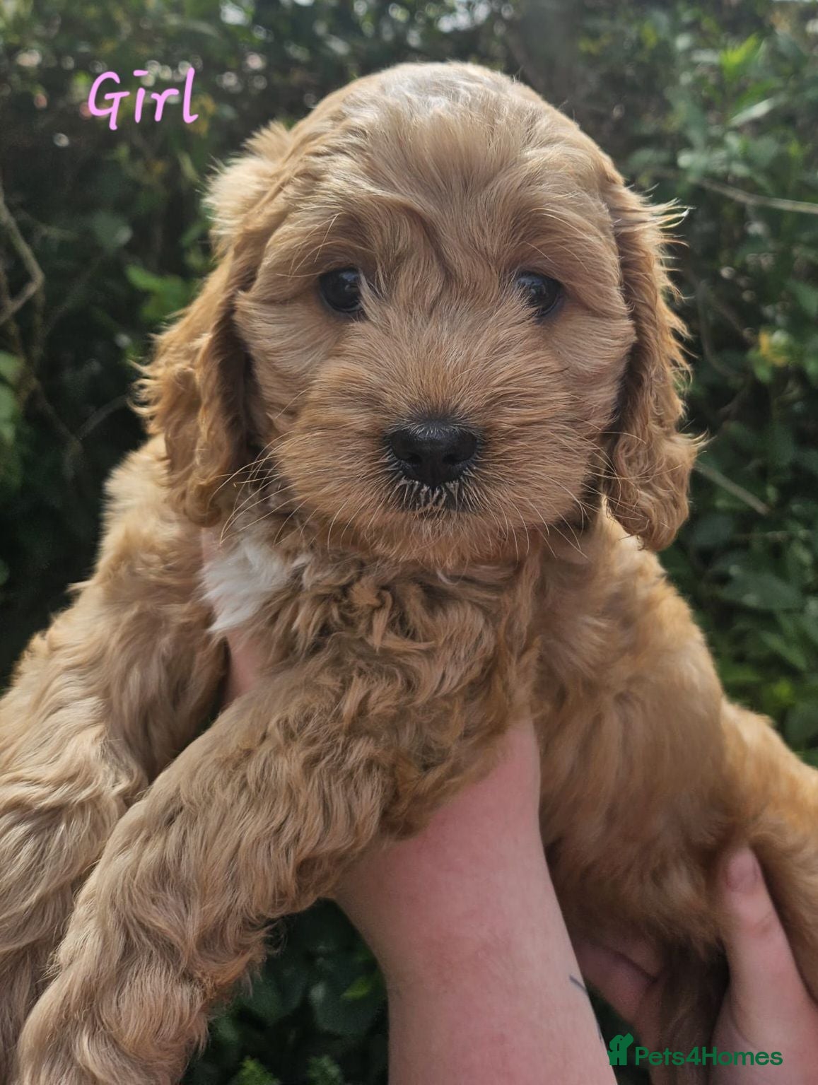 Cockapoo dogs Gorgeous Cockalier/Toy poodle pups - Advert 12