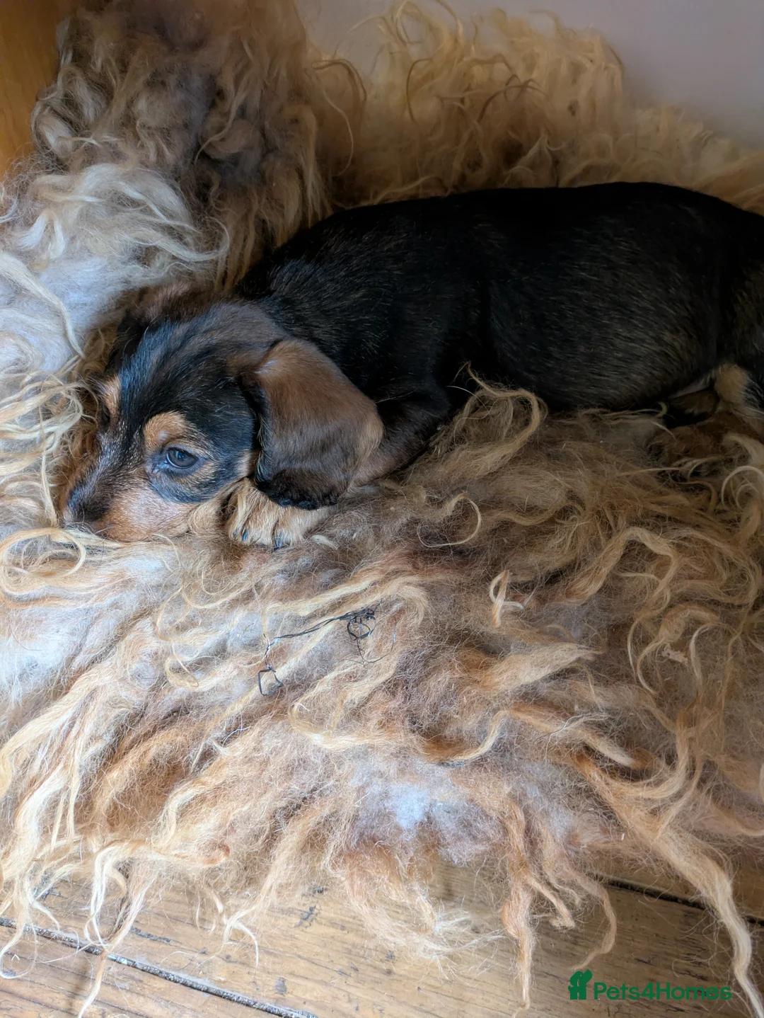 Dachshund dogs for sale: Wire Haired dachunds - Advert 18
