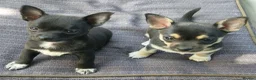 Chihuahua dogs for sale: Black and tan Chihuahua girl puppy - Advert 10