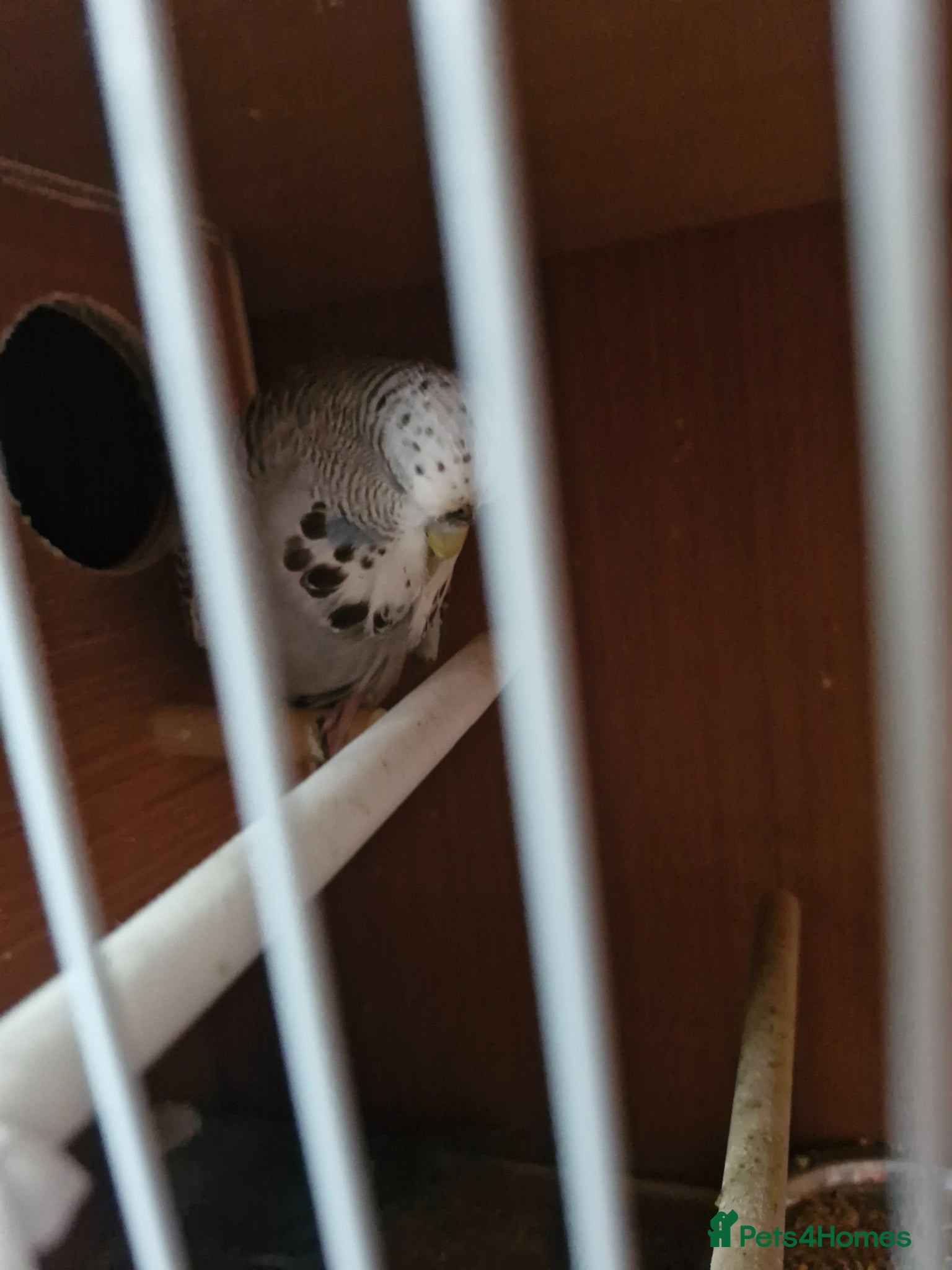 Finches birds for sale: Finches and budgies for sale  - Advert 9
