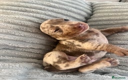 Miniature Dachshund dogs for sale: 🖤🐶Beautiful Miniature Dachshund Puppies🖤🐶!! - Image 20
