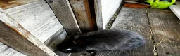 Netherland Dwarf rabbits for sale: A beautiful netherland dwarf bunny for sale🐰 - Advert 2
