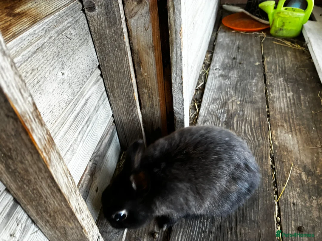 Netherland Dwarf rabbits for sale: A beautiful netherland dwarf bunny for sale🐰 - Advert 2