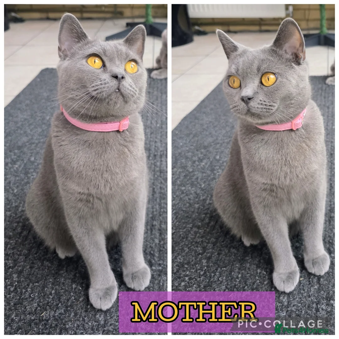 British Shorthair cats for sale: 🐱BRITISH SHORTHAIR🐱 - Advert 7