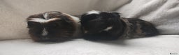 Guinea Pig rodents for sale: Mother and daughter guinea pig sows  - Advert 3