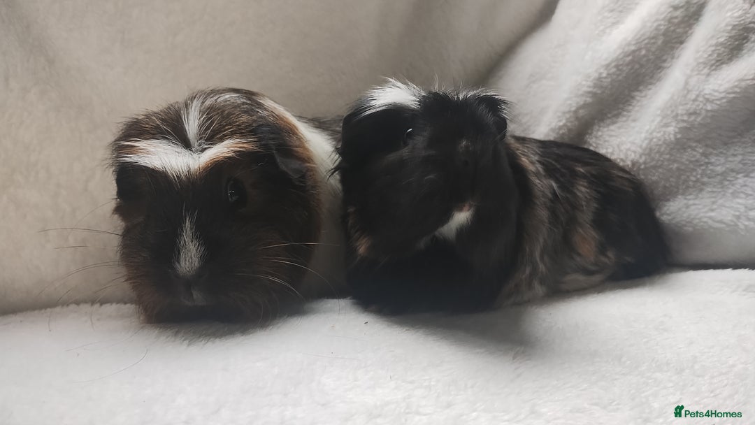 Guinea Pig rodents for sale: Mother and daughter guinea pig sows  - Advert 3