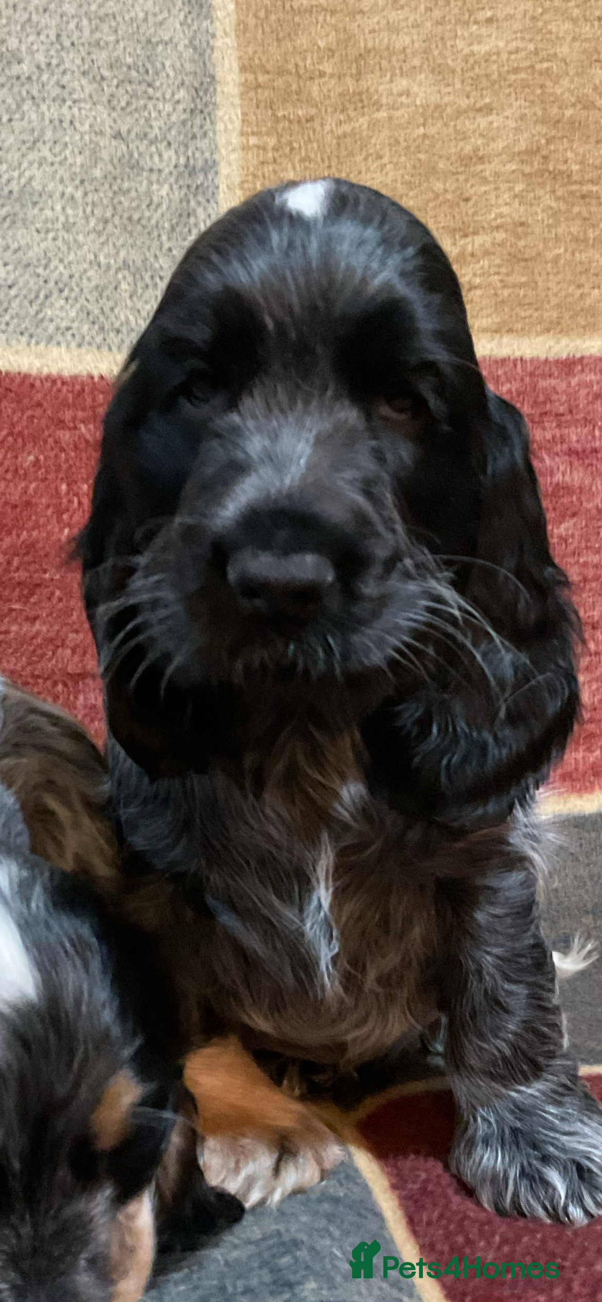 Cocker Spaniel dogs Chunky cocker pups  - Advert 5