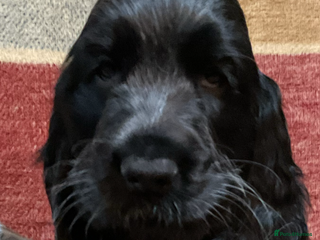 Cocker Spaniel dogs Chunky cocker pups - Advert 5