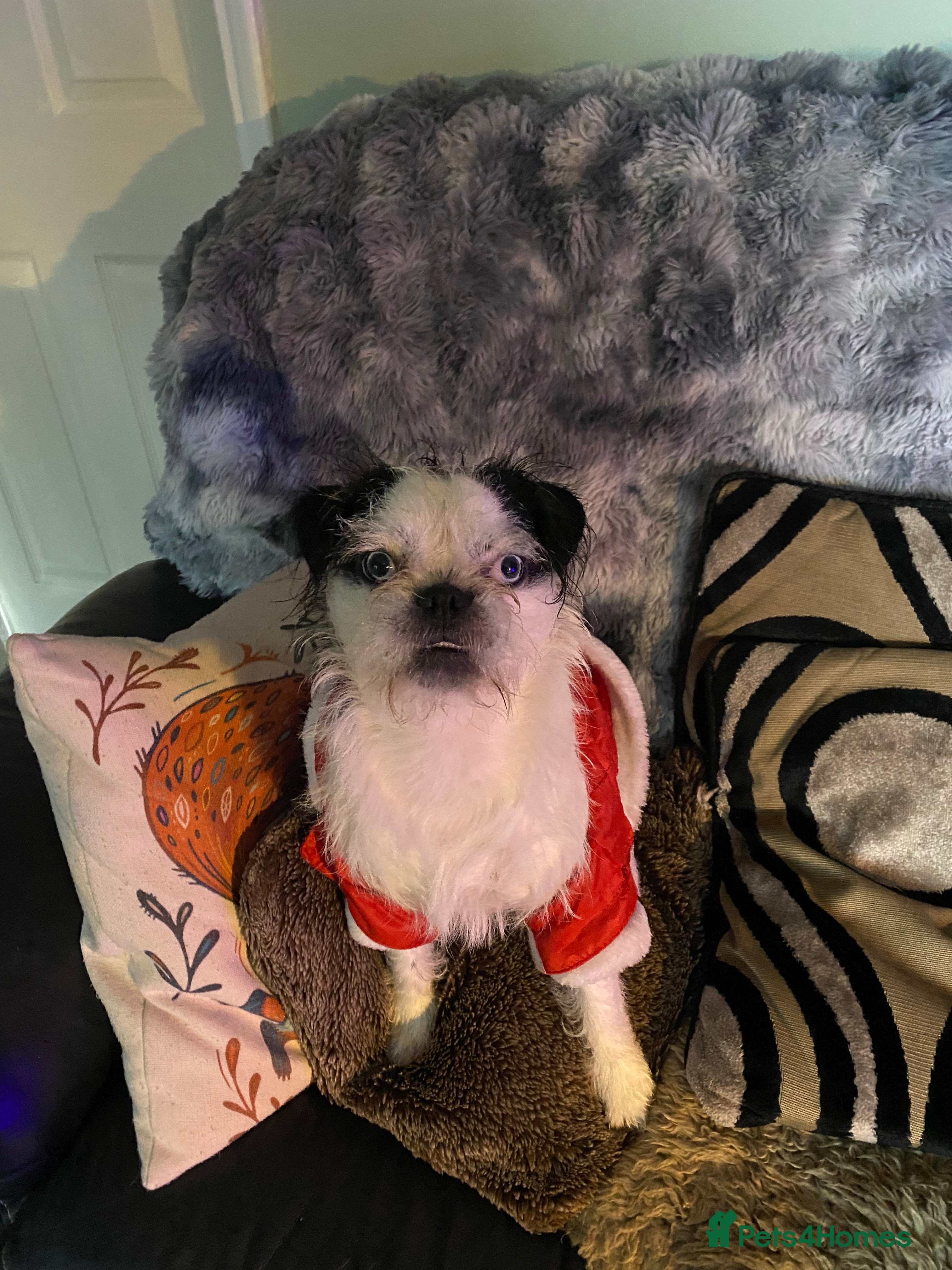 Pugapoo dogs Pugapoo, gorgeous panda pug boy for stud  - Advert 5