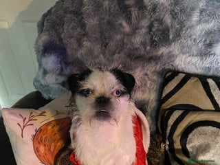 Pugapoo dogs Pugapoo, gorgeous panda pug boy for stud - Advert 3