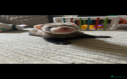 Ferret rodents for sale: Baby ferrets  - Image 7